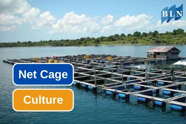 Here Are How Net Cage Fish Farming Works